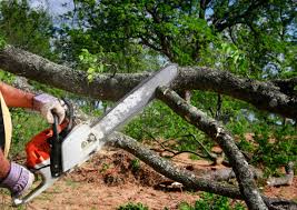 Best Tree Cabling and Bracing  in Hinesville, GA